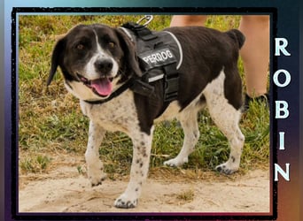 ❤️ :-) *ROBIN* - Kennt das Leben im Haus