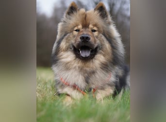 Altdeutsche Schäferhündin „Mia“ & Eurasier „Koda“ nur gemeinsam