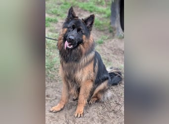 Herr Schröder sucht ein Zuhause