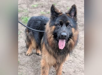 Herr Schröder sucht ein Zuhause