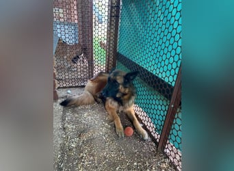 Amy, braucht ihre Menschen zum glücklich sein
