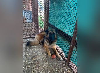 Amy, braucht ihre Menschen zum glücklich sein