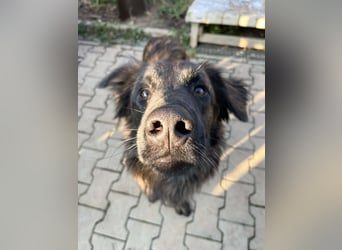 Caramelo - Traumhund in Deutschland