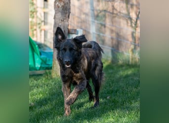 Caramelo - Traumhund in Deutschland