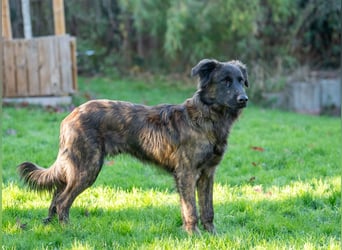 Caramelo - Traumhund in Deutschland