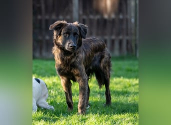 Caramelo - Traumhund in Deutschland