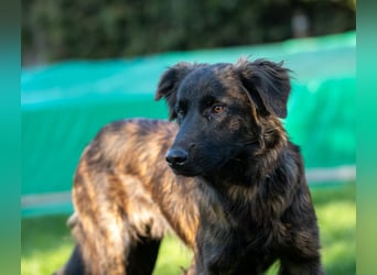 Caramelo - Traumhund in Deutschland