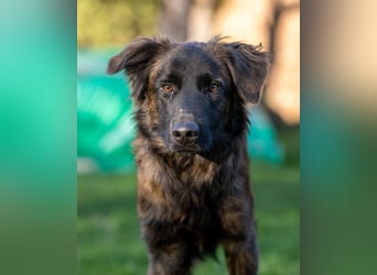 Caramelo - Traumhund in Deutschland