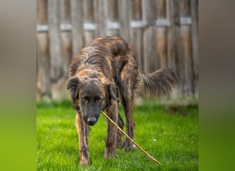 Caramelo - Traumhund in Deutschland
