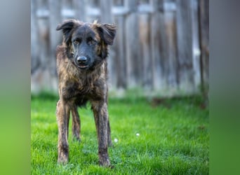 Caramelo - Traumhund in Deutschland