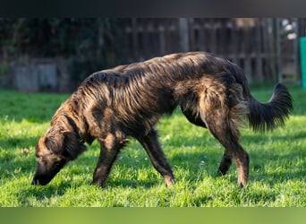 Caramelo - Traumhund in Deutschland