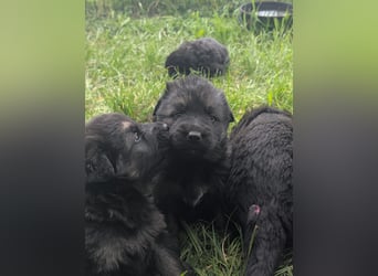 Altdeutsche Schäferhunde Welpen