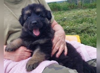 Altdeutsche Schäferhunde Welpen