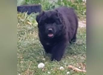 Altdeutsche Schäferhunde Welpen