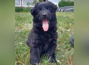 Altdeutsche Schäferhunde Welpen