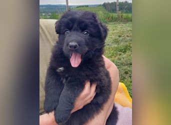 Altdeutsche Schäferhunde Welpen
