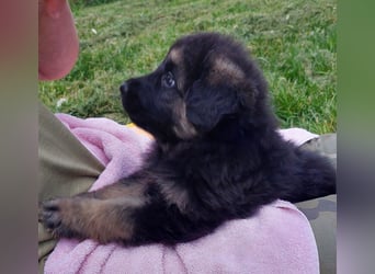Altdeutsche Schäferhunde Welpen