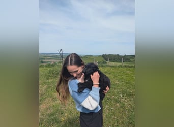 Altdeutsche Schäferhunde Welpen