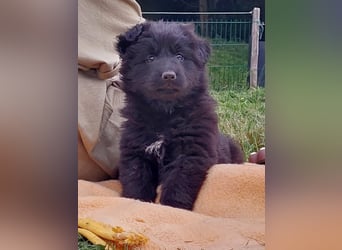 Altdeutsche Schäferhunde Welpen