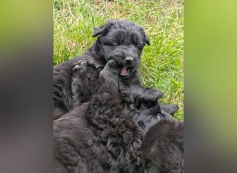 Altdeutsche Schäferhunde Welpen
