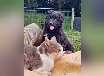 Altdeutsche Schäferhunde Welpen