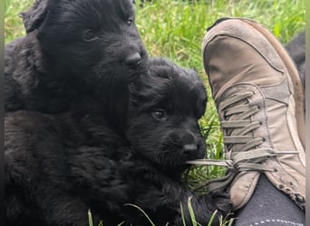 Altdeutsche Schäferhunde Welpen