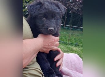 Altdeutsche Schäferhunde Welpen