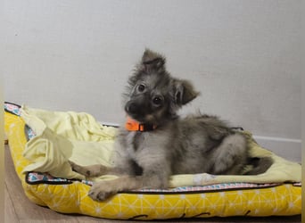 Schüchterne Suki sucht Menschen mit Hundeverstand