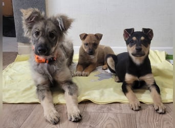 Schüchterne Suki sucht Menschen mit Hundeverstand