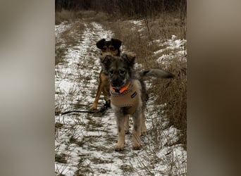 Schüchterne Suki sucht Menschen mit Hundeverstand