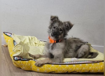 Schüchterne Suki sucht Menschen mit Hundeverstand