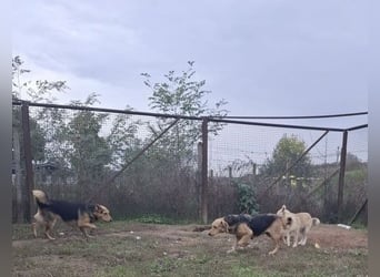 Vico sucht ruhiges Zuhause