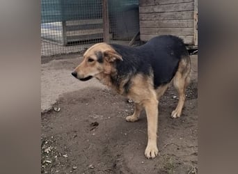 Vico sucht ruhiges Zuhause