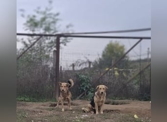 Vico sucht ruhiges Zuhause