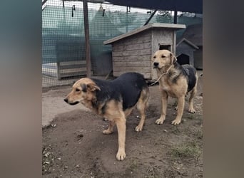 Vico sucht ruhiges Zuhause
