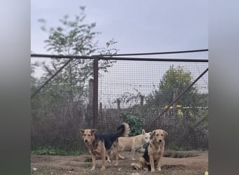 Vico sucht ruhiges Zuhause