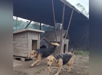 Vico sucht ruhiges Zuhause