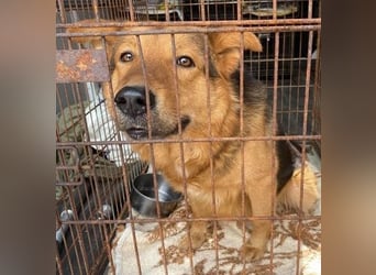 Vico sucht ruhiges Zuhause