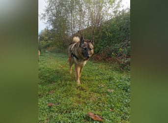 Miron - Energiebündel mit Hundeblick
