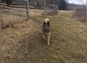 Miron - Energiebündel mit Hundeblick