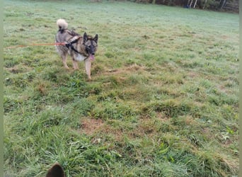 Miron - Energiebündel mit Hundeblick