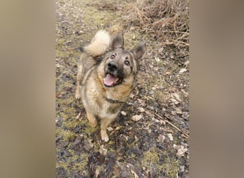 Miron - Energiebündel mit Hundeblick