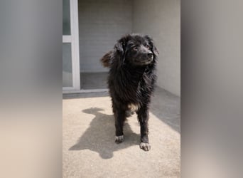 Rosi - voller Sehnsucht