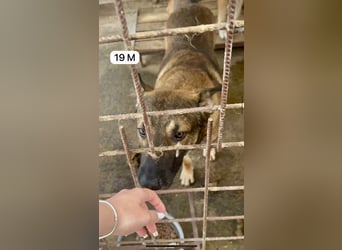 update Fotos - Notfall - Dieser liebe Schäferhundmix braucht dringend ein Zuhause