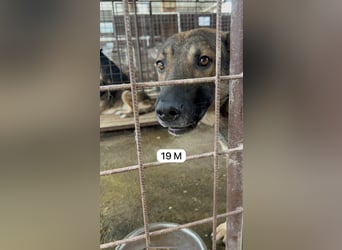 update Fotos - Notfall - Dieser liebe Schäferhundmix braucht dringend ein Zuhause