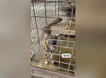 update Fotos - Notfall - Dieser liebe Schäferhundmix braucht dringend ein Zuhause