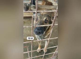 update Fotos - Notfall - Dieser liebe Schäferhundmix braucht dringend ein Zuhause