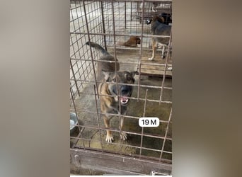 update Fotos - Notfall - Dieser liebe Schäferhundmix braucht dringend ein Zuhause