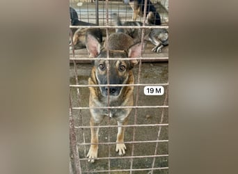 update Fotos - Notfall - Dieser liebe Schäferhundmix braucht dringend ein Zuhause