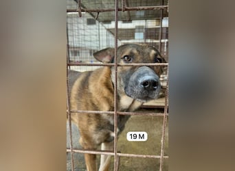 update Fotos - Notfall - Dieser liebe Schäferhundmix braucht dringend ein Zuhause